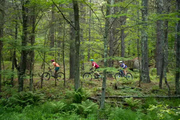 A mountain biker going through trees
