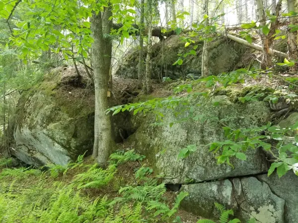 Large moss-covered rocks in a forest, surrounded by lush green ferns and trees.
