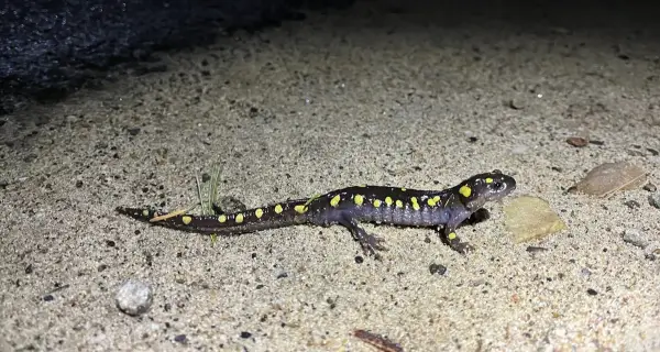 A spotted salamander with yellow spots crawls across light brown sand at night.