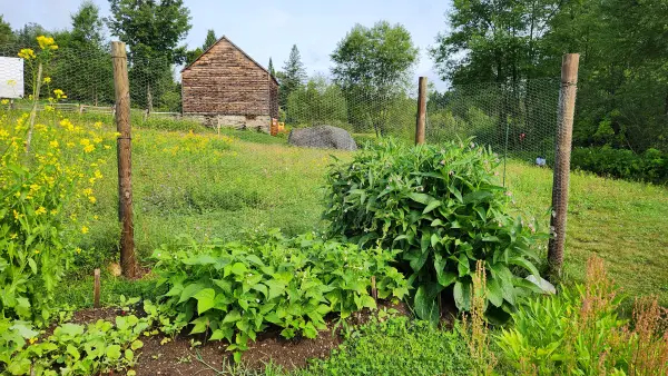 High-angle view of a garden with various plants, a barn, and a grassy hillside.