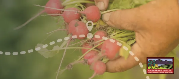 A hand holds beets just picked from the ground. 