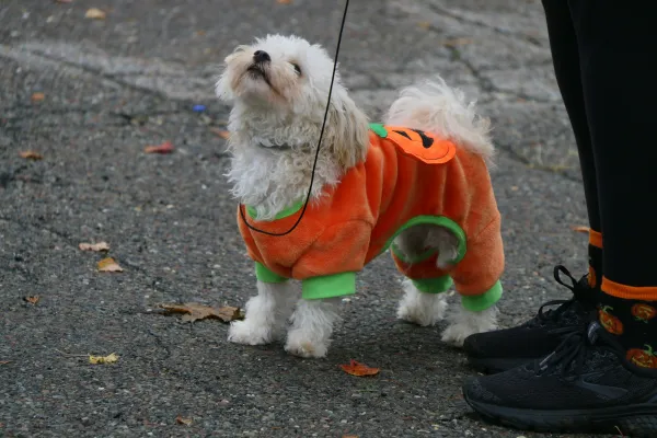 Stock image of small white dog in pumpkin costume on leash at the feet of a person standing on pavement