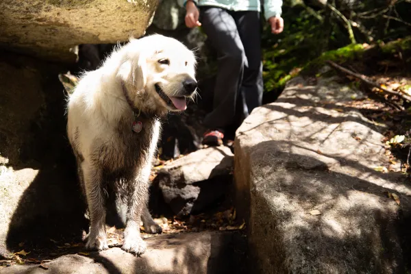 A dog hiking the trail on McKenzie Mountain