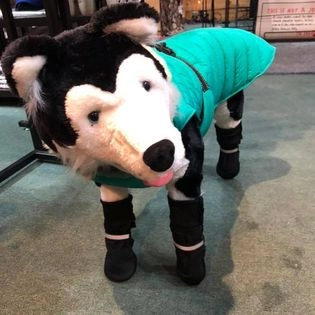 A stuffed husky modeling a winter coat and boots.