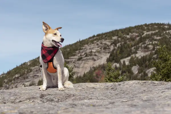 A dog at the false summit of a bigger summit