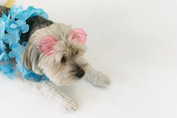 Small white dog lying down wearing pink sunglasses atop head and a blue flower lei