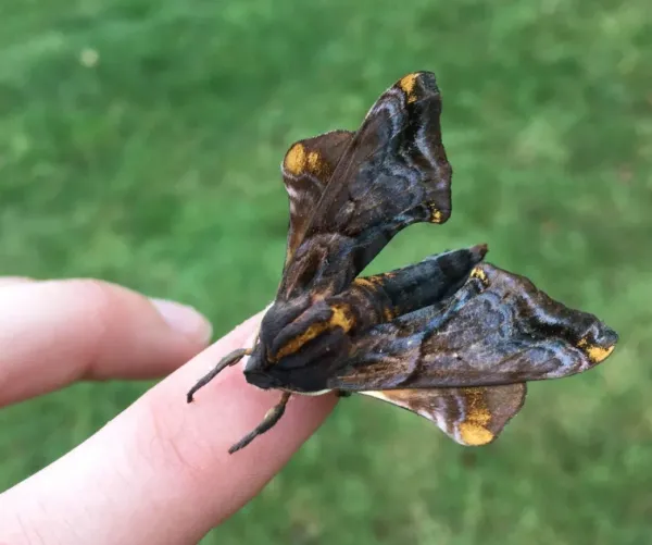Brown and gold moth sits on person's finger over green grass
