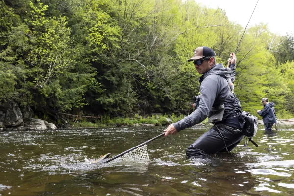 A fly fisherman in a gray hoodie and waders nets a fish in a river while another angler fishes in the background.