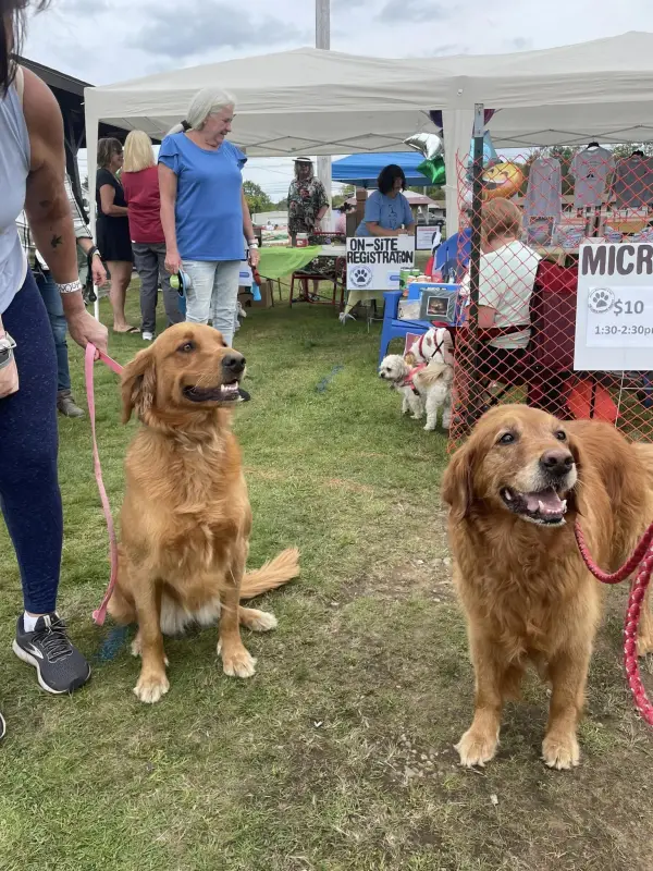 Two golden retrievers enjoy Bark in the Park.