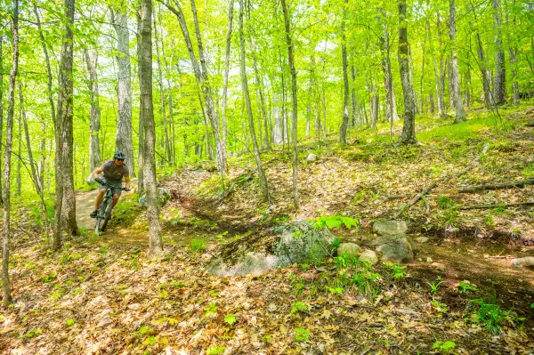 A mountain biker rides through a green forest