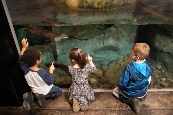 Three young museum attendees observe one of The Wild Center's river otters swimming through his enclosure