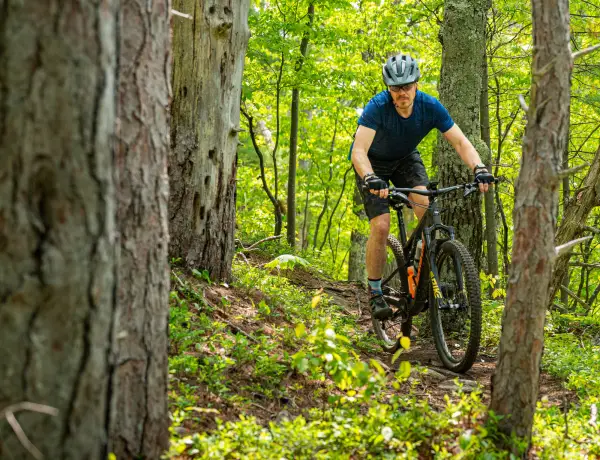 A mountain biker rides through large red oak trees.