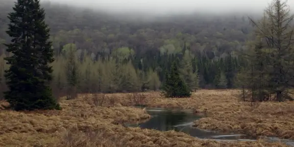 Abundant water sources and vegetation the way birds like.