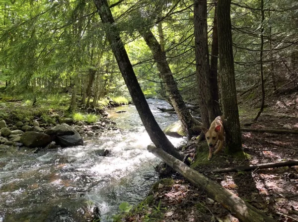 A happy pup plays by the brook.
