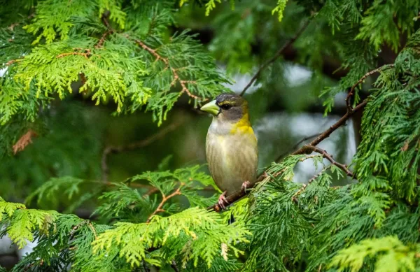 Bird sitting on branch in cedar tree