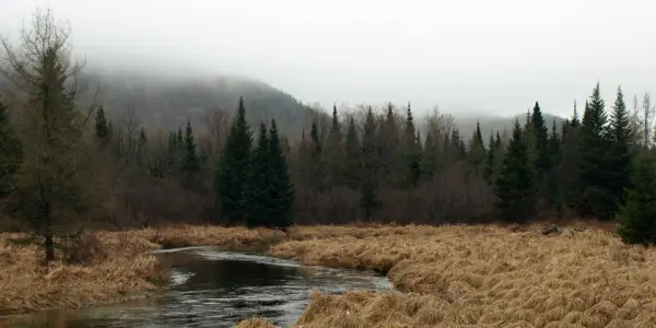 A meadow with moving water