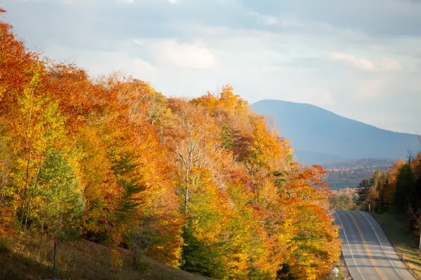 A road cuts through trees during the fall with mountains in the background.