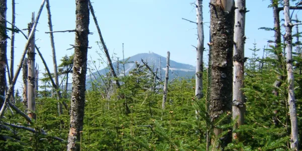 There are views from the wooded summit on Esther Mountain.
