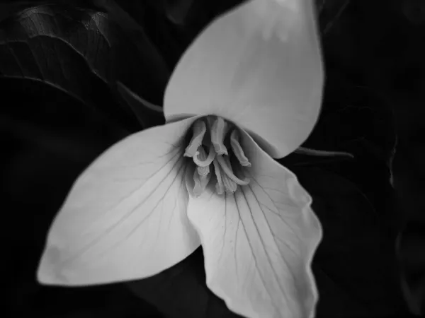 Black and white stock image of a Trillium flower