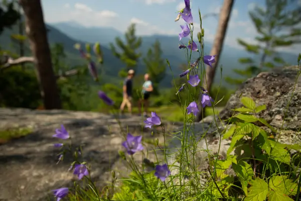 Explore the summit wildflowers and the expansive view.