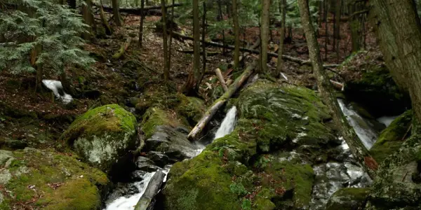 Many brook and stream views.