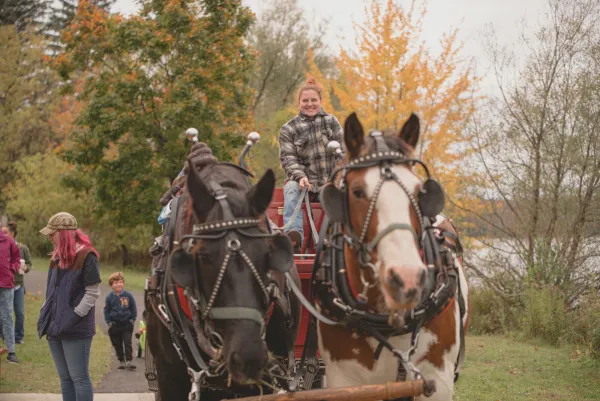 close up of horses for the hayrides