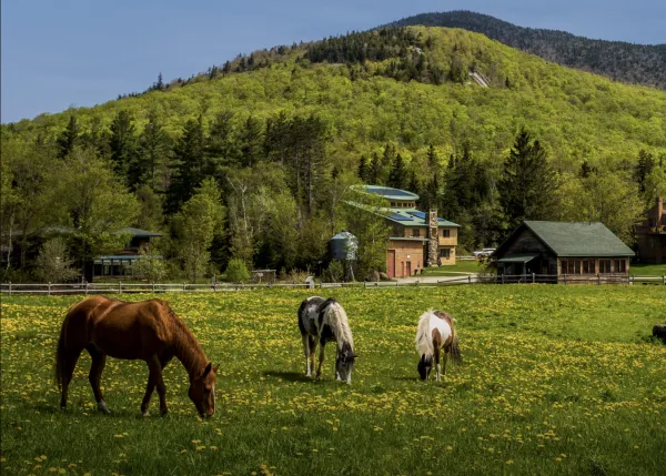 Three horses graze in a green field with a small mountain in the background.