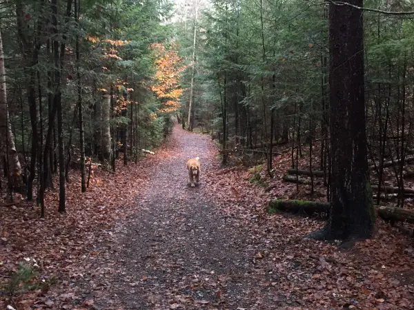 Bring the dog, just clean up after.