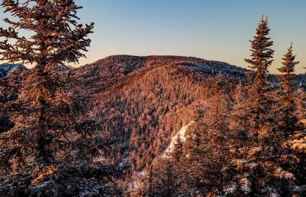 A spruce-covered mountain in the alpenglow
