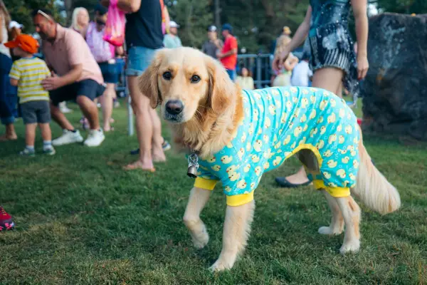 Golden retreiver wearing a teal pajama suit with yellow rubber ducks stands in grass at event with people in background 