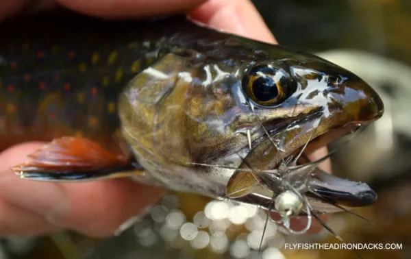 A fish with a hook in its mouth.
