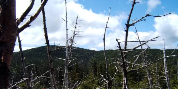 Pick your season: spring and fall offer less obstructed views with leafless trees at the summit.