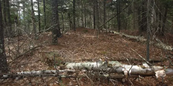 Easy trail that leads to an outlook.