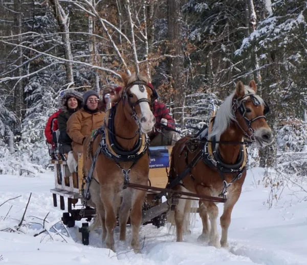 Horse drawn sleigh in the snow