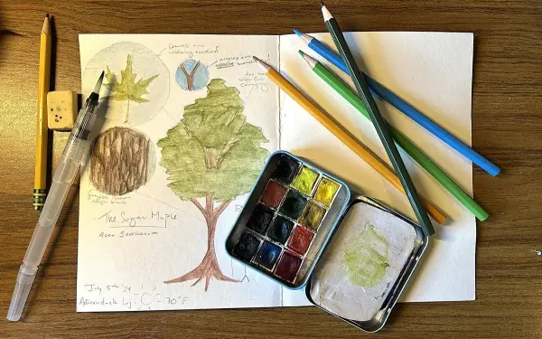Sketchbook open to a page with drawings of a sugar maple tree, leaves, and tree bark; colored pencils, watercolor paints, and brushes are arranged around the sketchbook.
