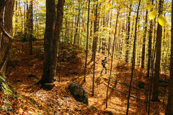 A hiker in golden-lit forest