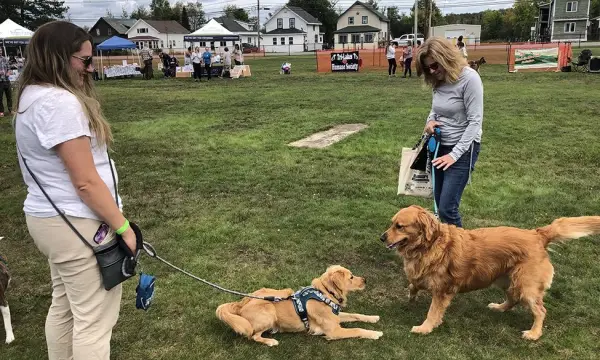 Two dogs and their owners meet up at Bark in the Park