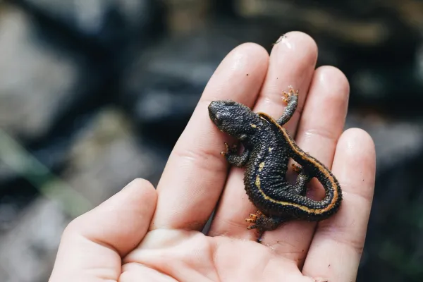 Hand holds small grey and yellow salamander