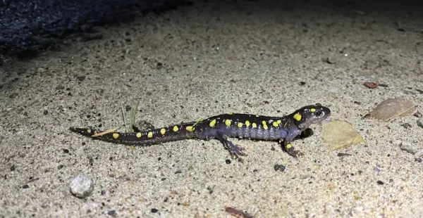Yellow-spotted grey salamander on sand