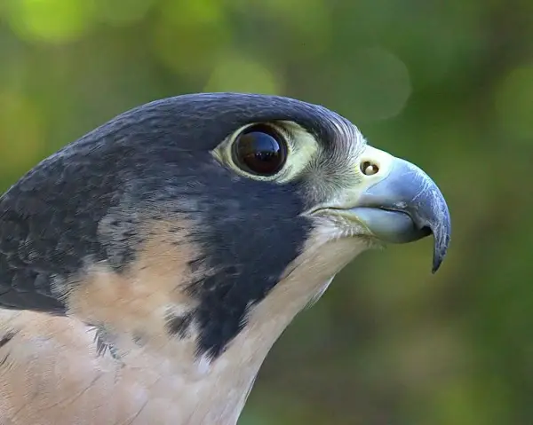 A peregrine falcon