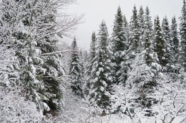 Pine and bare deciduous trees covered in snow