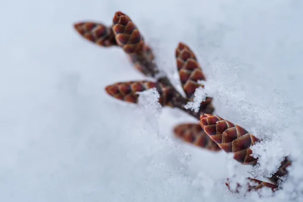 Branch with small cones laying in white snow