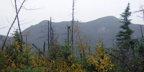 Mountains seen through trees and fog