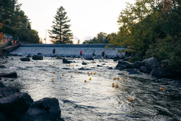Yellow rubber ducks float downstream from a manmade dam 