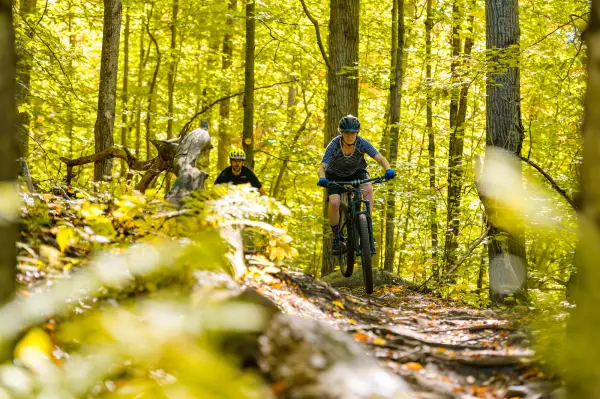 Mountain bikers in the woods