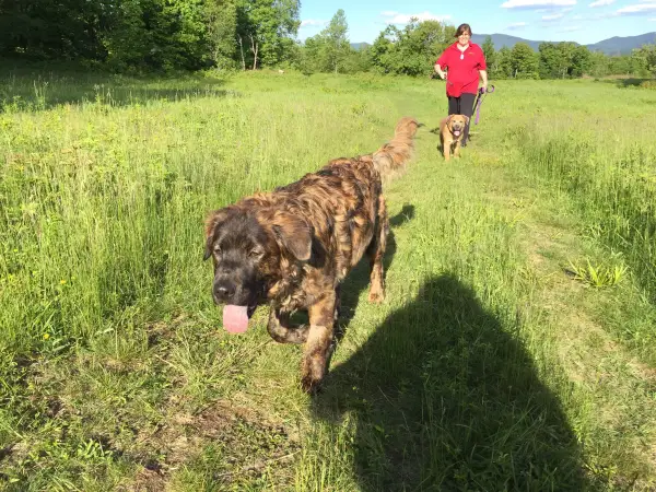 Dogs love hiking too.
