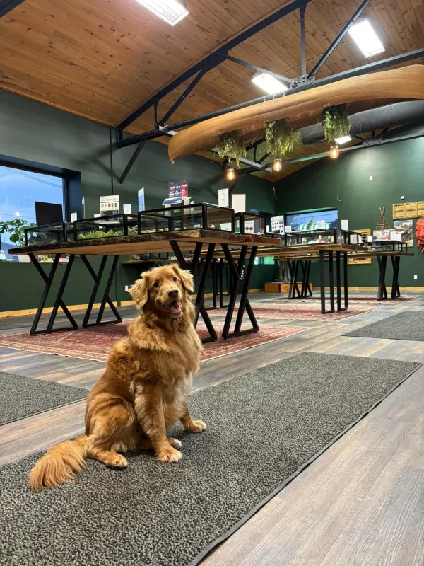 A dog named dodger sits to welcome you into the mellow moose