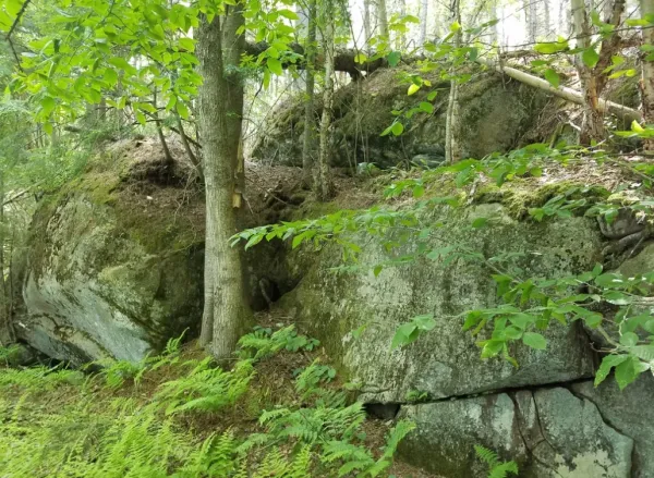 Large boulders and trees make up hillside with lush greenery