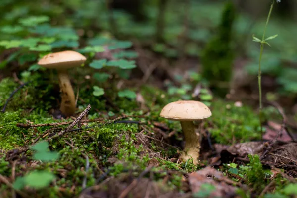 Two off-white mushrooms growing on forest floor amid moss and greenery