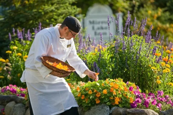 The chef collects nasturtium blooms for use in the seasonal dishes